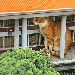 救命啊!橘猫吃人啦!