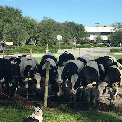 老虎和会吃虎斑猫吗?