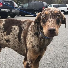 卡塔胡拉豹犬:这种豹纹异色瞳的狗狗,你喜欢吗?