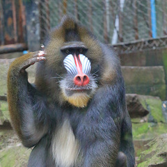 动物园掠影,山魈向你问好!-人文片-19摄区-杭州19楼