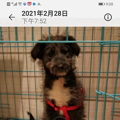 有田园犬串串待领养