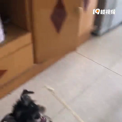 雪纳瑞不掉毛性格温顺