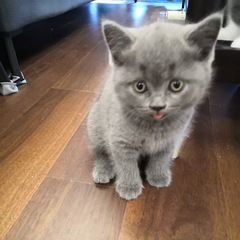 一只小蓝猫找主人
