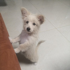 小银狐犬找主人了