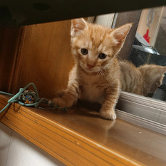 免费领养猫咪