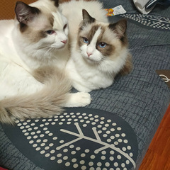 一对布偶成猫免费送