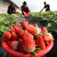 2023杭州萧山草莓采摘地图(时间+地址+联系方式)
