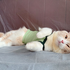 养猫日记
