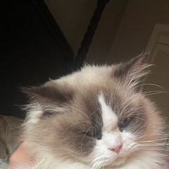 猫猫找新家庭