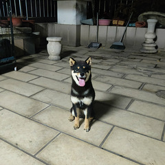 柴犬