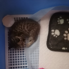 小猫领养。