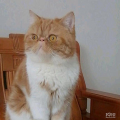 稀缺!姐姐家可爱猫咪需求新家,工作难养成为难题