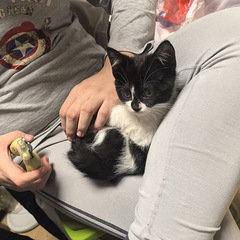 黑猫警长找主人咯