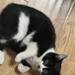 奶牛猫找领养（无偿）