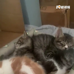 临平小猫找领养