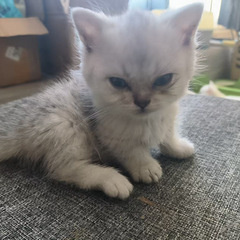 两个月奶猫找归宿