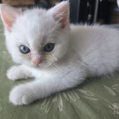 两个月奶猫找归宿