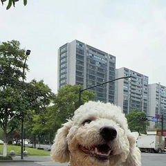 比熊免费领养
