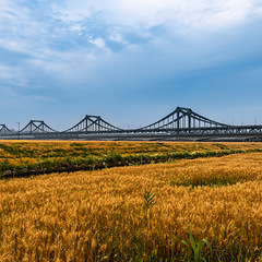 风吹麦浪
