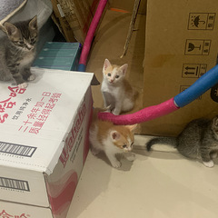临平的小奶猫找领养