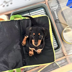 转让腊肠幼犬