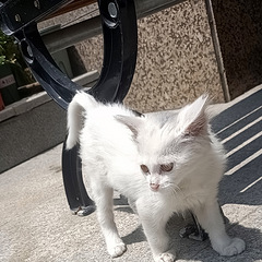 小白猫求领养