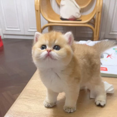 金渐层小母猫
