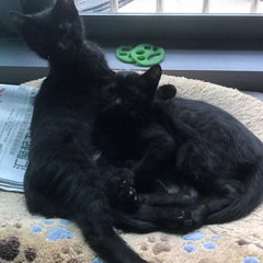 两只纯黑猫，免费赠送