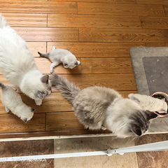 家养布偶猫小宝宝一个月了，有偿领养。