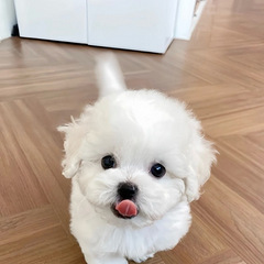 比熊有人要么，送狗狗笼子和玩具，含泪出比熊幼犬
