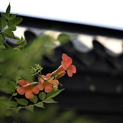 “时下凌霄百尺英”。