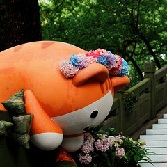 胖猫探花