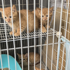 免费送养2个半月的小橘猫
