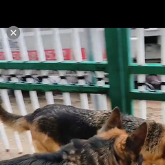 德牧请大家品鉴欣赏