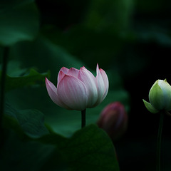 初见荷花