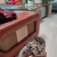 猫咪领养