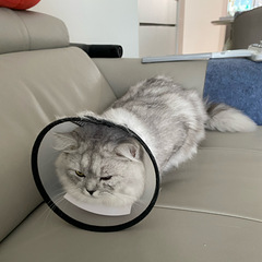 毛孩子