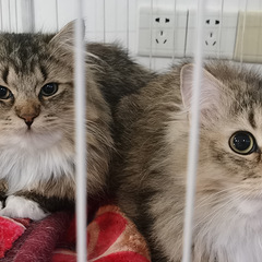 对猫好，免费领养，猫1岁了
