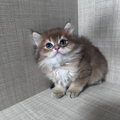 杭州自家猫猫生的长腿米努特，现在2个月找新主人
