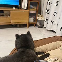蓝色小土狗