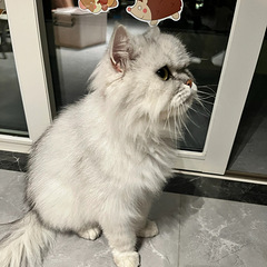 无偿领养猫咪，性格温顺的成年猫真的没人要吗？