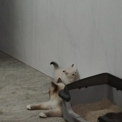 我家的布偶猫仔