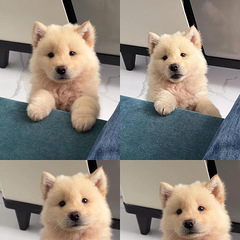 五黑犬土松犬出窝拉 同城有喜欢的吗