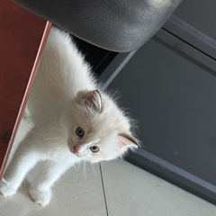 布偶小猫领养