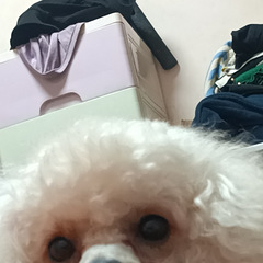 免费收养泰迪
