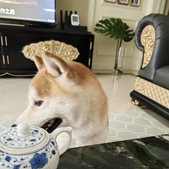 3岁柴犬领养
