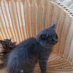 家里母蓝猫意外怀孕产三仔