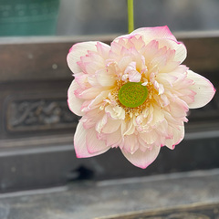 【暑假溜娃】带娃去钱王祠看荷花