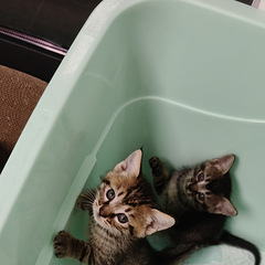 家有小奶猫求抱走