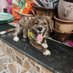 送养虎斑犬